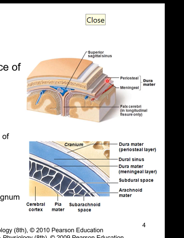<ul><li><p>adherent to internal surface of skull</p></li><li><p>two layered membrane</p><ul><li><p>external periosteal layer</p><ul><li><p>same as periosteum lining of calvaria</p></li></ul></li><li><p>internal meningeal layer</p><ul><li><p>strong fibrous layer</p></li><li><p>continuous at foramen magnum with spinal dura mater</p></li></ul></li></ul></li></ul><p></p>