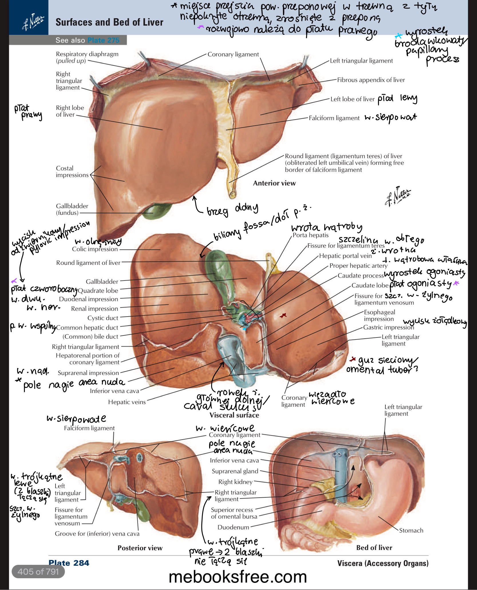 <ul><li><p>szczelina więzadła obłego / fissure for ligamentum teres</p></li><li><p>szczelina więzadła żylnego / fissure for ligamentum venosum </p><ul><li><p>więzadło żylne Arancjusza po przewodzie żylnym Arancjusza</p></li></ul></li></ul>