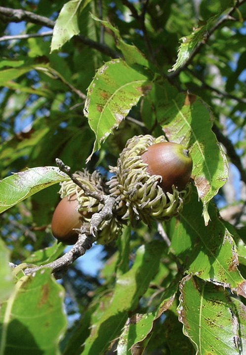 <p><em>Quercus acutissima</em></p><p>Fagaceae</p>