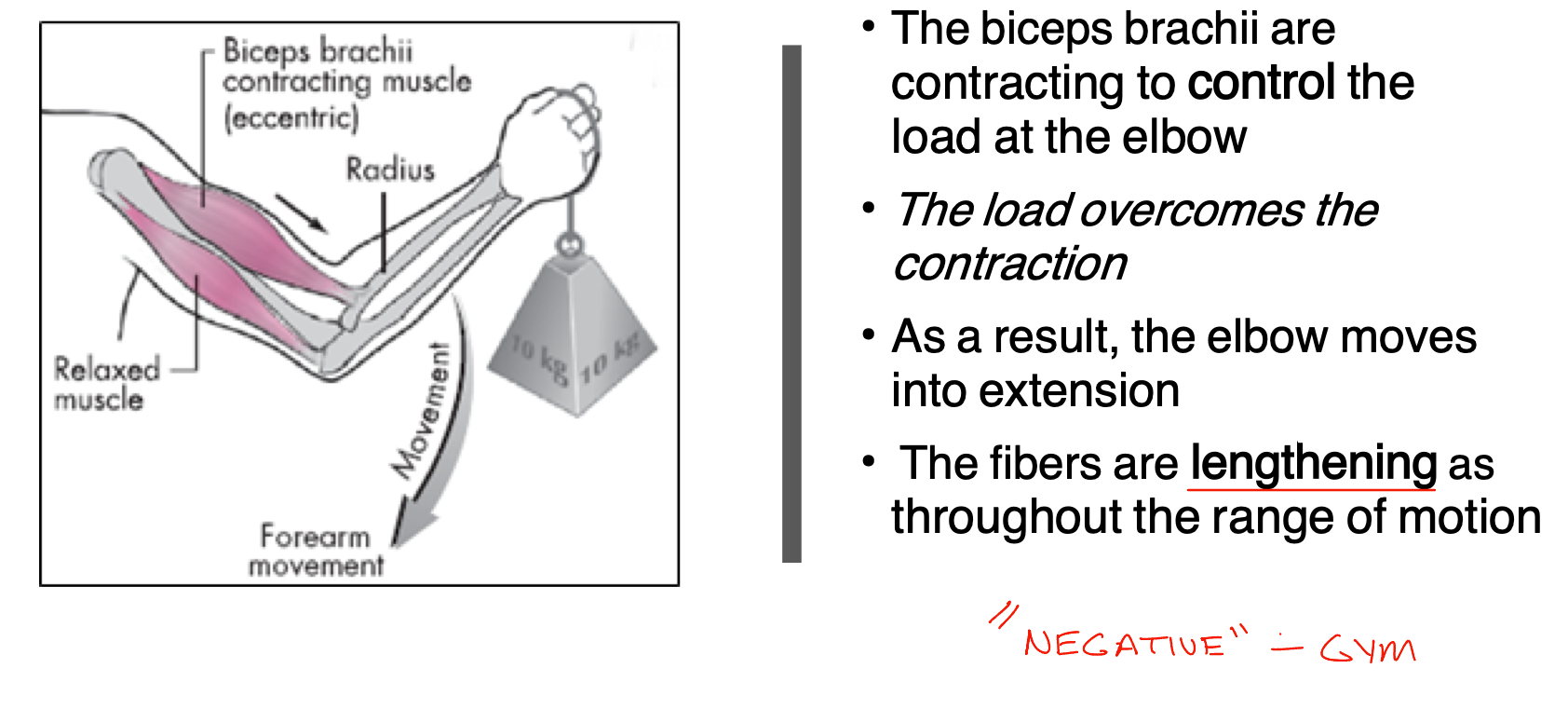<p>Muscle fibers lengthen throughout the range of motion to control the load of the object, load overcomes contraction </p><ul><li><p>Curl on the way down</p></li></ul><p></p>