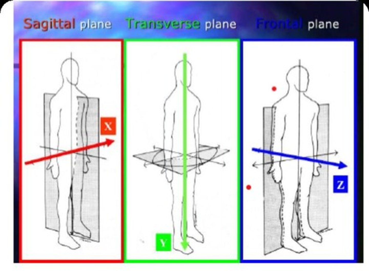 <p>Movement in the Sagittal Plane about the x-axis</p>