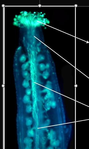 <p>what is labeled?</p>