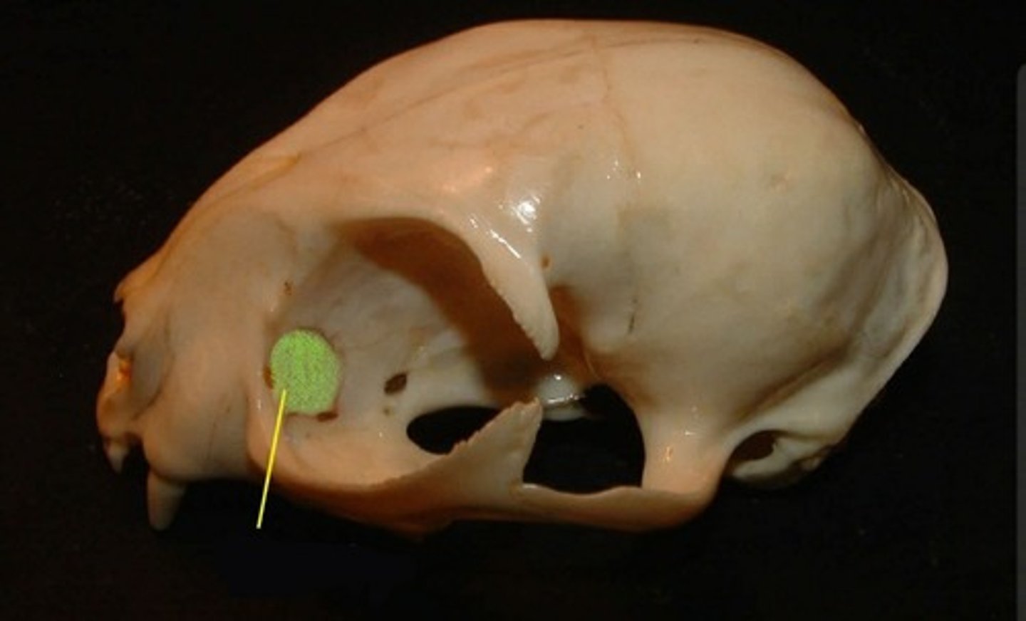 <p>small fragile bone making up part of the front inner walls of each eye socket and providing room for the passage of the lacrimal ducts</p>