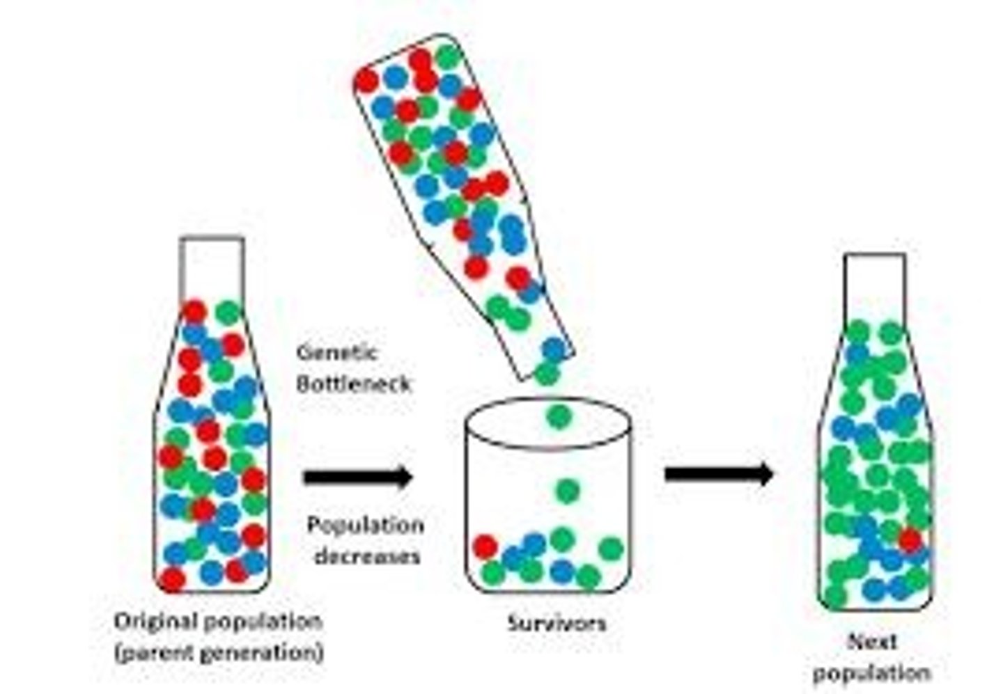 <p>The loss of genetic variation that occurs when a new population is established from a limited number of individuals.</p>