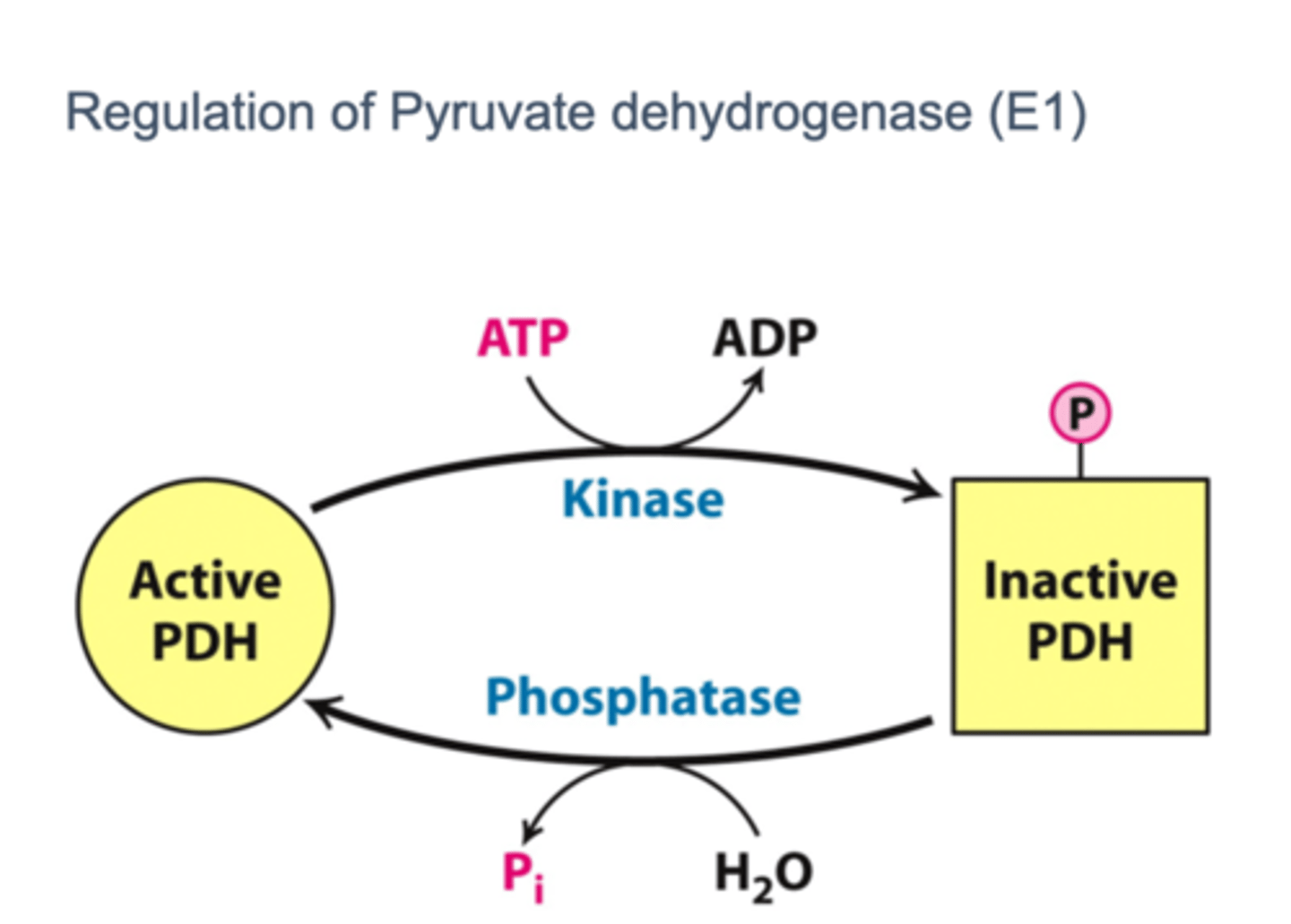 <p>phosphorylation</p>