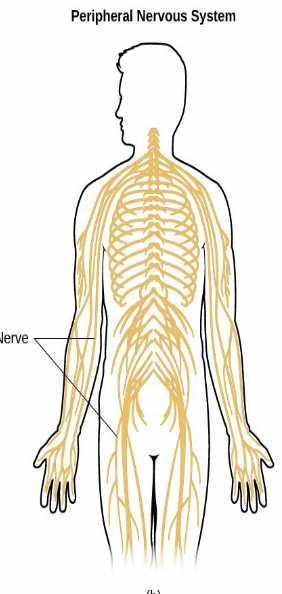 <p>Peripheral Nervous System (PNS):</p>