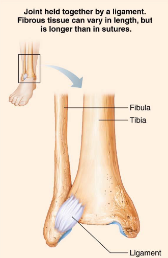 <ul><li><p>Fibrous joints</p></li><li><p>Fiber length varies</p></li><li><p>Movement varies</p></li></ul><p></p>