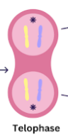 <p>Telophase</p>