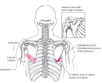 <ul><li><p><strong><u><span style="font-family: Arial, sans-serif">Origin</span></u></strong><span style="font-family: Arial, sans-serif">: INFERIOR scapula</span></p></li><li><p><strong><u><span style="font-family: Arial, sans-serif">Insertion</span></u></strong><span style="font-family: Arial, sans-serif">: </span><strong><span style="font-family: Arial, sans-serif">intertubercular </span></strong><span style="font-family: Arial, sans-serif">groove of humerus&nbsp;</span></p></li><li><p><strong><u><span style="font-family: Arial, sans-serif">Action(s)</span></u></strong><span style="font-family: Arial, sans-serif">: EX INR AD&nbsp;</span></p><ul><li><p><span style="font-family: Arial, sans-serif">EXtension&nbsp;</span></p></li><li><p><span style="font-family: Arial, sans-serif">INternal rotation</span></p></li><li><p><span style="font-family: Arial, sans-serif">ADduction</span></p></li></ul></li><li><p><strong><u><span style="font-family: Arial, sans-serif">Antagonist</span></u></strong><span style="font-family: Arial, sans-serif">: DTPminor</span></p><ul><li><p><span style="font-family: Arial, sans-serif">Deltoid,&nbsp;</span></p></li><li><p><span style="font-family: Arial, sans-serif">Trapezius,&nbsp;</span></p></li><li><p><span style="font-family: Arial, sans-serif">Pectoralis MINOR*</span></p></li></ul></li></ul>