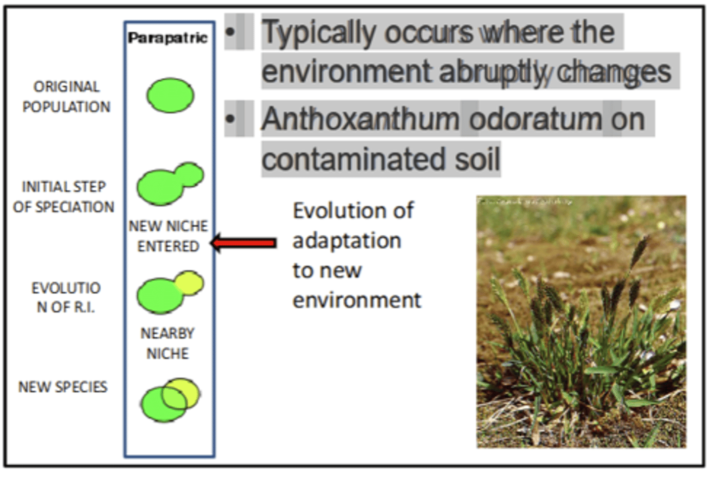 <p>in early stages of speciation</p><p>• Typically occurs where the environment abruptly changes</p><p>• Anthoxanthum odoratum on contaminated soil</p>