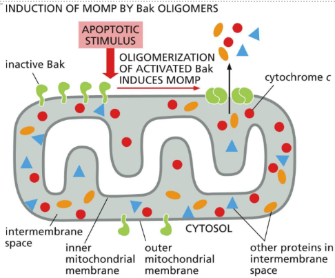 <p><span>Intrinsic = internal response to injury or hypoxia triggers apoptosis&nbsp;</span></p><ul><li><p class="Paragraph SCXW135651787 BCX0" style="text-align: left"><span>Dependent upon release of cytochrome c and other proteins from mitochondria which activate a caspase cascade&nbsp;</span></p><ul><li><p class="Paragraph SCXW135651787 BCX0" style="text-align: left"><span>Proteins bind to adaptor protein Apaf1 which becomes an apoptosome which activates procaspases&nbsp;</span></p></li></ul></li></ul><ul><li><p class="Paragraph SCXW135651787 BCX0" style="text-align: left"><span>Sometimes recruited by the extrinsic pathway&nbsp;</span></p></li></ul><ul><li><p class="Paragraph SCXW135651787 BCX0" style="text-align: left"><span>Requires Bcl2 (anti-apoptotic protein)&nbsp;</span></p><ul><li><p class="Paragraph SCXW135651787 BCX0" style="text-align: left"><span>BH3-only first, then Bcl2 anti-apoptotics, then effector proteins&nbsp;</span></p></li></ul></li></ul><ul><li><p class="Paragraph SCXW135651787 BCX0" style="text-align: left"><span>Can be activated by p53 (tumor suppressor)&nbsp;</span></p><ul><li><p class="Paragraph SCXW135651787 BCX0" style="text-align: left"><span>If cellular DNA damage accumulates&nbsp;</span></p></li><li><p class="Paragraph SCXW135651787 BCX0" style="text-align: left"><span>Will activate other proteins &amp; trigger the intrinsic pathway&nbsp;</span></p></li></ul></li></ul><p></p>