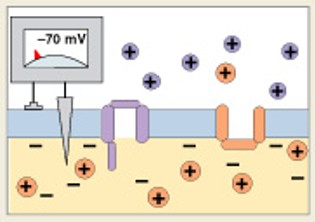 <p>What is this the process of:</p><ol><li><p>Depolarization to threshold</p></li><li><p>Activation of Na<sup>+</sup> channels</p></li><li><p>Activation of K<sup>+</sup> channels, inactivation of Na<sup>+</sup> channels</p></li><li><p>Return to normal permeability</p></li></ol><p></p>