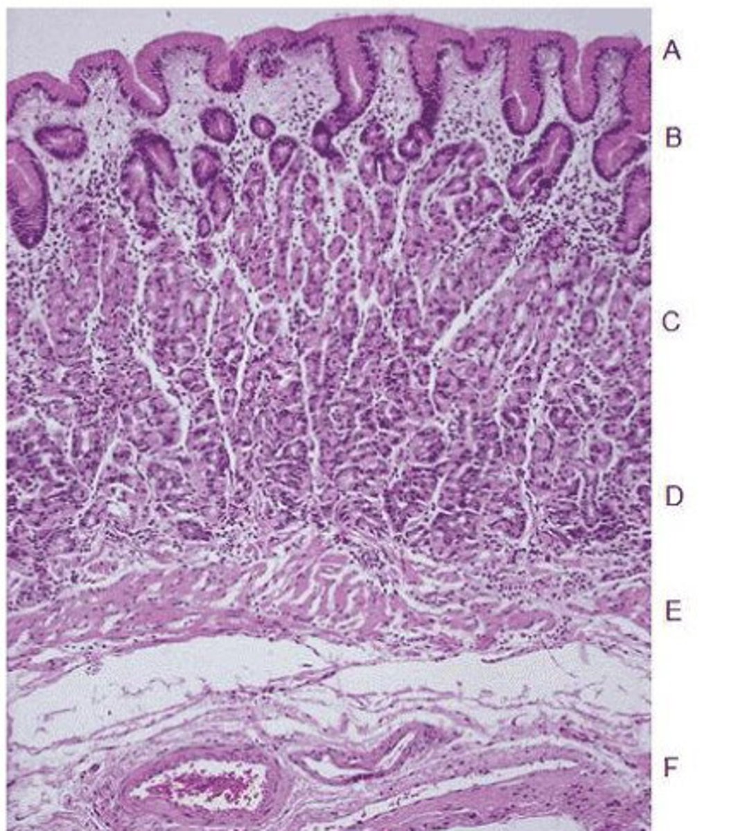 <p>what organ is this?</p>