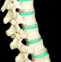 absorb shock and movement in the spine, made of cartilage