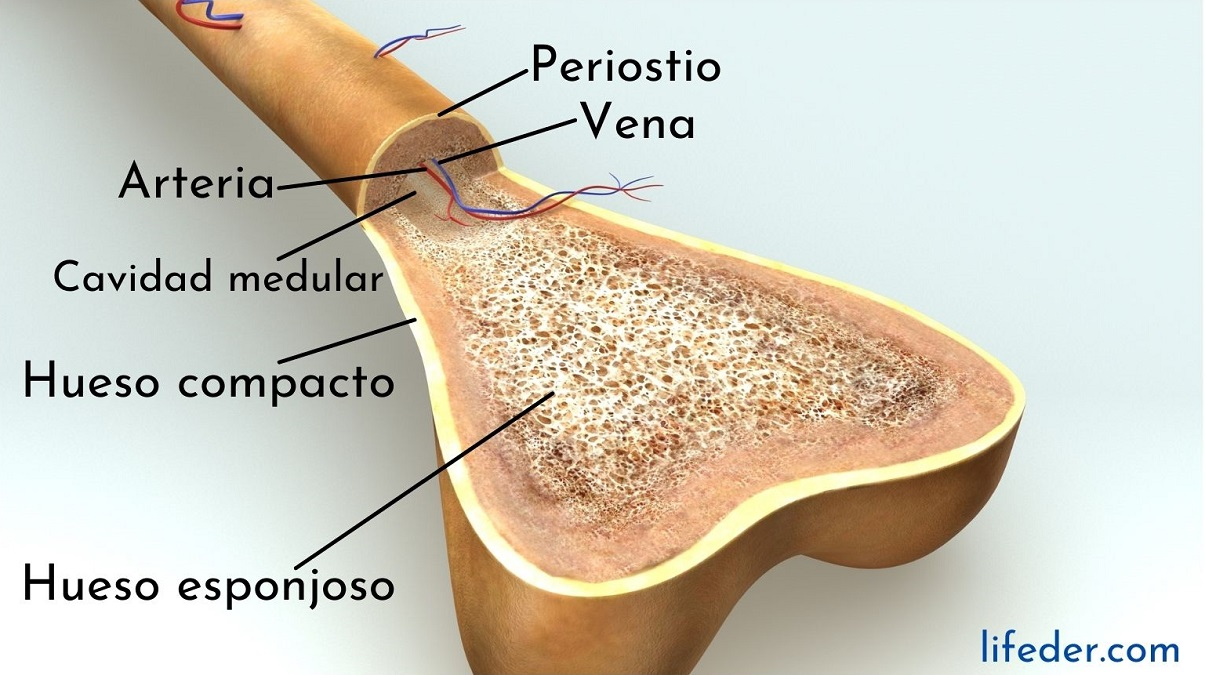 <p><br>Compacto</p><ul><li><p>Denso</p></li><li><p>Resistente (protección)</p></li></ul><p>esponjoso</p><ul><li><p>Estructura porosa</p></li><li><p>Más volumen</p></li><li><p>Contienen médula ósea roja</p></li></ul><p></p>