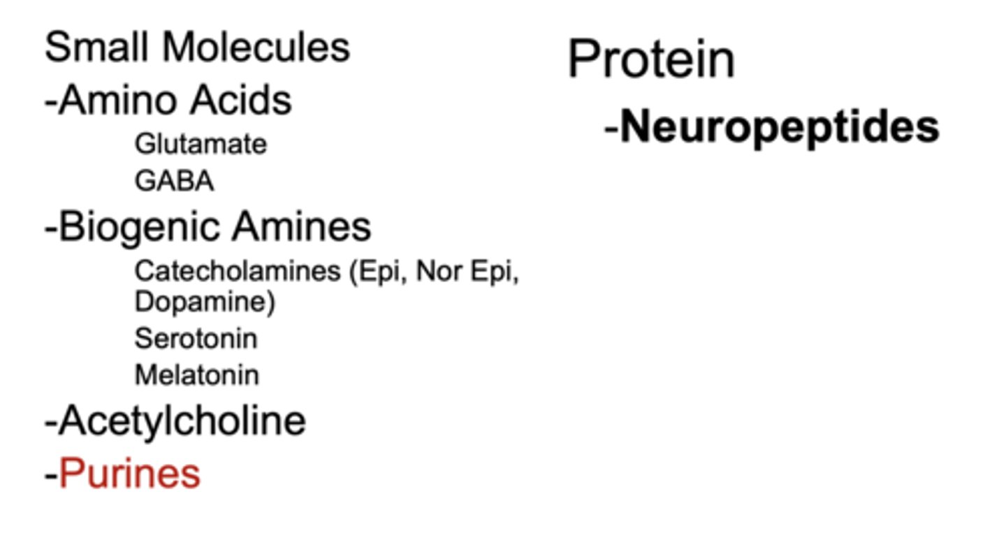 <p>small-molecule neurotransmitters (amino acids, biogenic amines, Ach, and purines) and neuropeptides (proteins)</p>