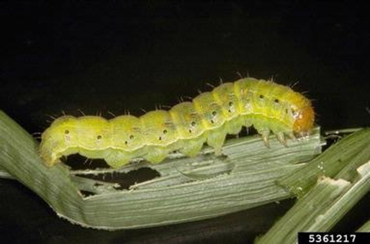 <p>aquatic moths</p>