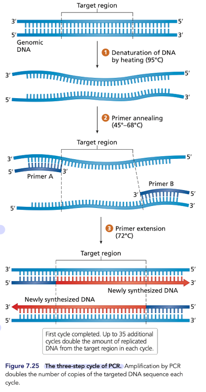 <ul><li><p>In-vitro DNA replication, copies DNA semiconservatively </p></li><li><p>Can be done in a very <strong><em>small volume </em></strong>of fluid </p></li><li><p>Uses <strong><em>temperature </em></strong>instead of <strong><em>helicase </em></strong>to unwind (denature) DNA </p></li></ul><ol><li><p>Denaturation (~95) </p></li><li><p>Annealing (~45-68)</p></li><li><p>Extension (~72) </p></li></ol>
