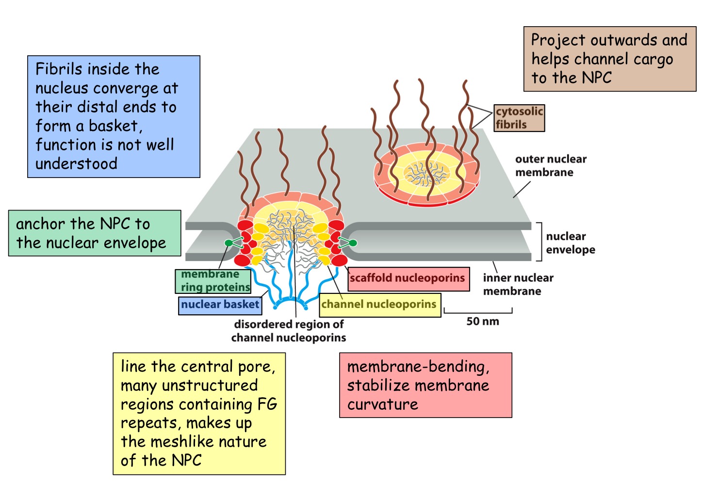 <p>Nuclear Pore Complex</p><ul><li><p>Huge complex (x15-30 mass of ribosome)</p></li><li><p>channel 20 to 30mm wide</p></li><li><p><strong>FG (phenylannine-glycine)</strong> domains form a hydrophobic sieve that blocks diffusion of larger macromolecules (<40000 daltons)</p></li></ul>