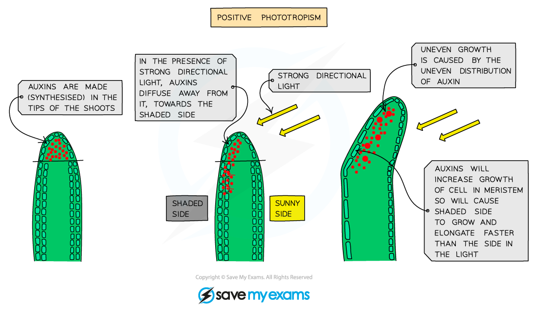 <p><span><span>stimulates the cells in this region to </span></span><strong>elongate</strong><span><span> (get larger); the more auxin there is, the faster they will elongate and grow</span></span></p>