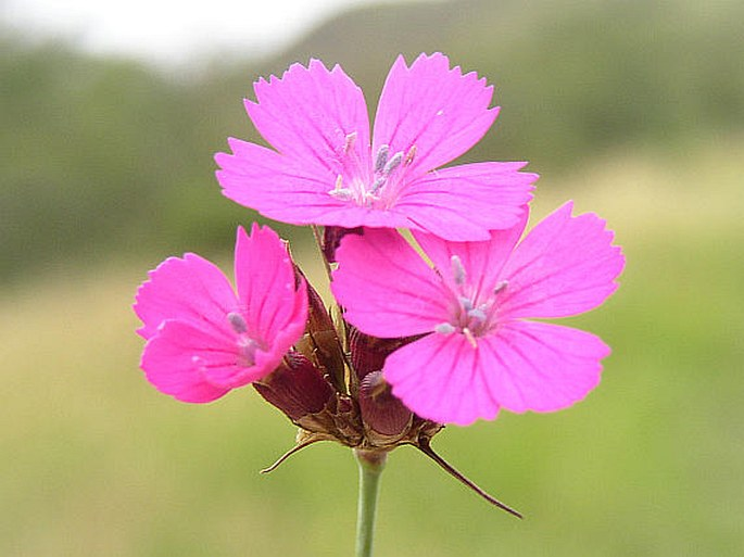 <p><em>Caryophyllaceae -</em> hvozdíkovité</p><p><em>Dianthus carthusianorum -</em> hvozdík kartouzek</p>