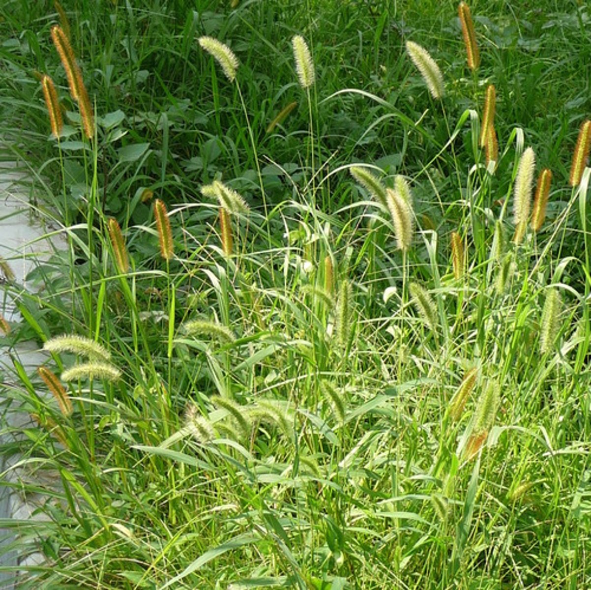 <p>exotic<br>grass<br>seed production for doves and northern bobwhite</p>