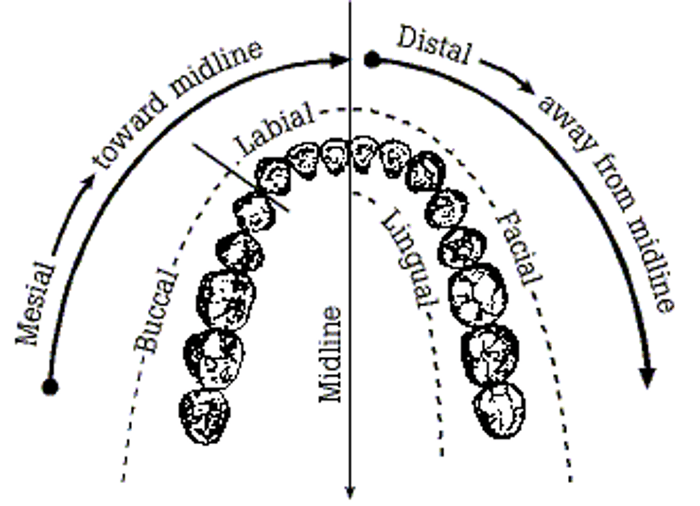 <p>Surfaces of the incisor teeth that are away from the middle or median plane of the mouth (the lateral surfaces), and the caudal surfaces of the canine, premolar, and molar teeth.</p>