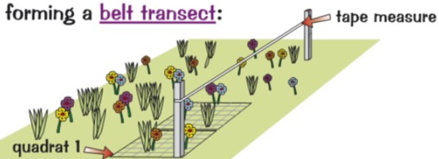 <p>- Lay out a measuring tape in a straight line across the sample area</p><p>- Use a grid quadrat e.g. every 5m, and count the number of organisms of each species</p><p>- Use an identification key</p><p>- Use a method to avoid recounting</p><p>- Calculate a mean</p><p>- Repeat at different times of the year</p><p>- Record the abundance or percentage cover of each species within each quadrat</p>