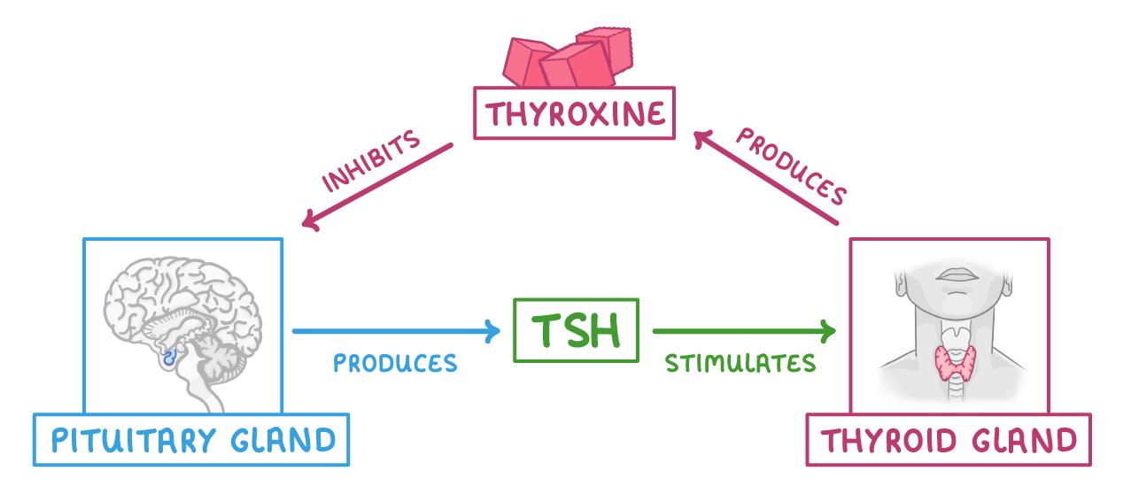 <ul><li><p>the pituatry gland produced TSH (thyroid stimulating hormone) which stimulates the thyroid gland to produce thyroxine. </p></li><li><p>thyroxine then inhibits the production of TSH from the pituitary gland</p></li></ul>