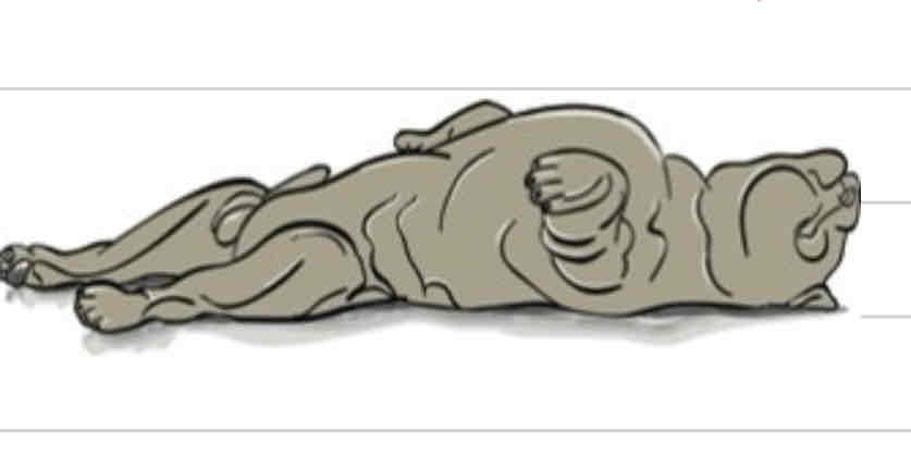 <p>Dorsal Recumbency</p>