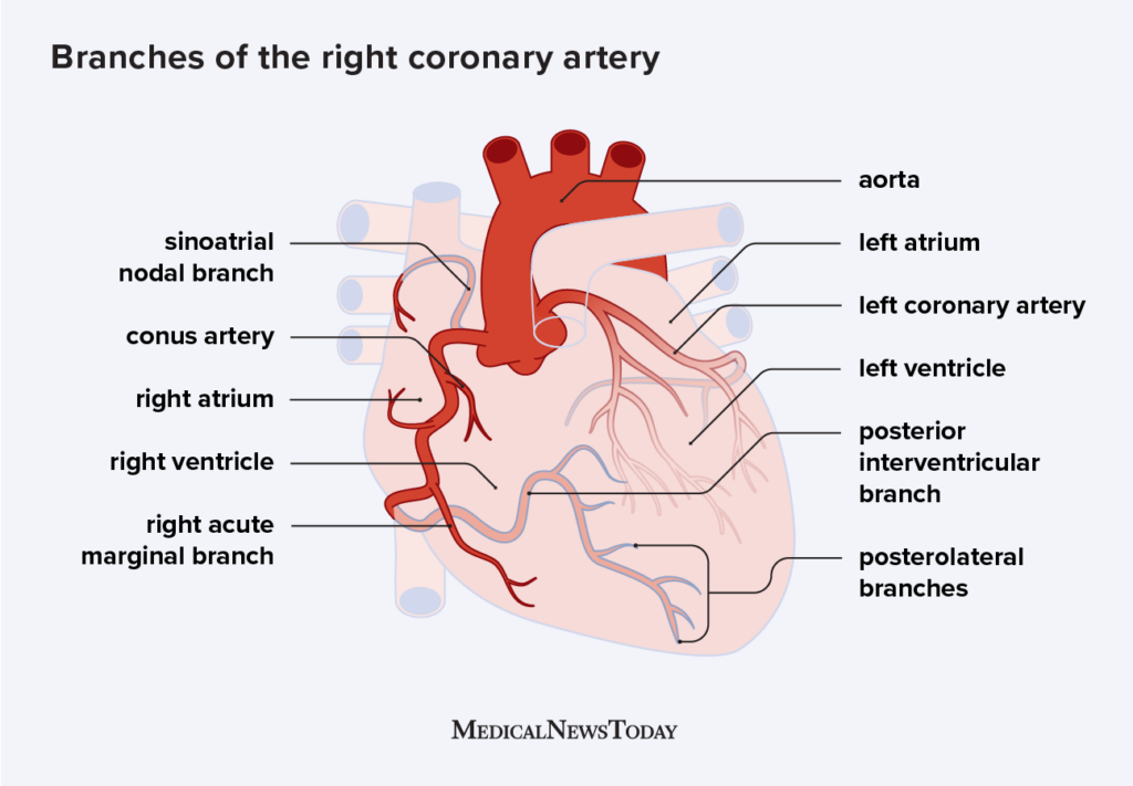 <p><span>the </span><strong>atrioventricular </strong><span>and </span><strong>interventricular grooves</strong><span> on the surface of the heart and are often embedded in pericardial fat.</span></p>