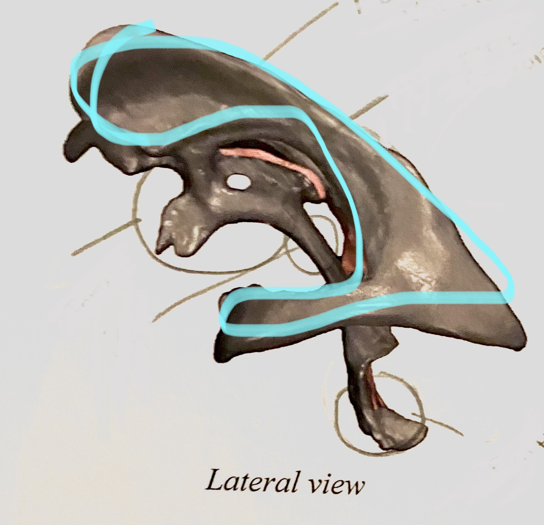 Horn 