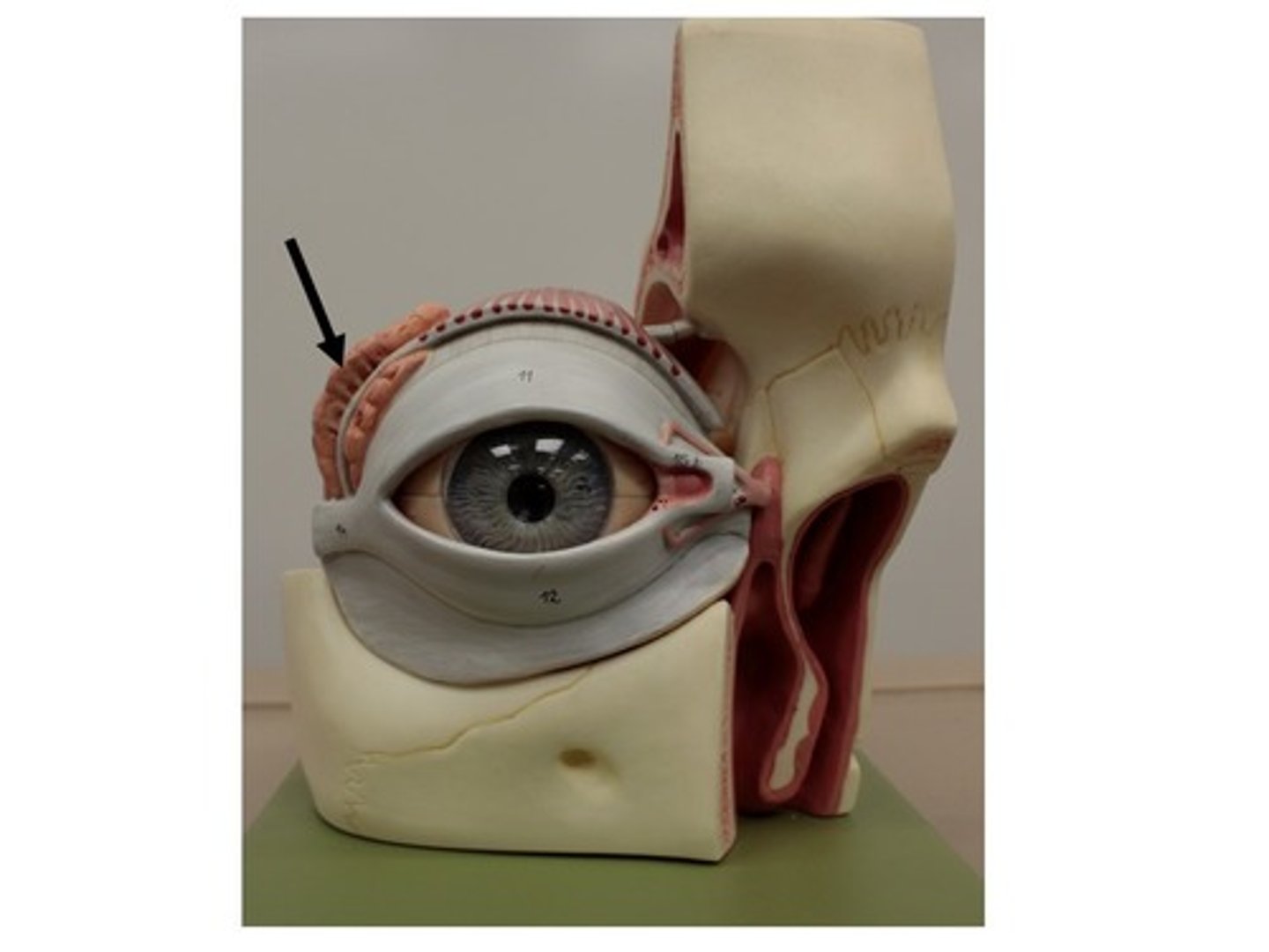 knowt flashcard image