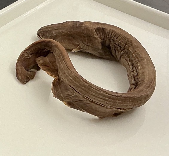 <p>Name the order</p>