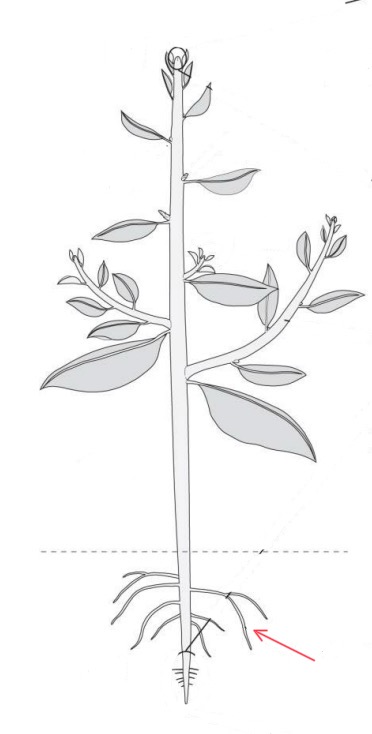 knowt flashcard image