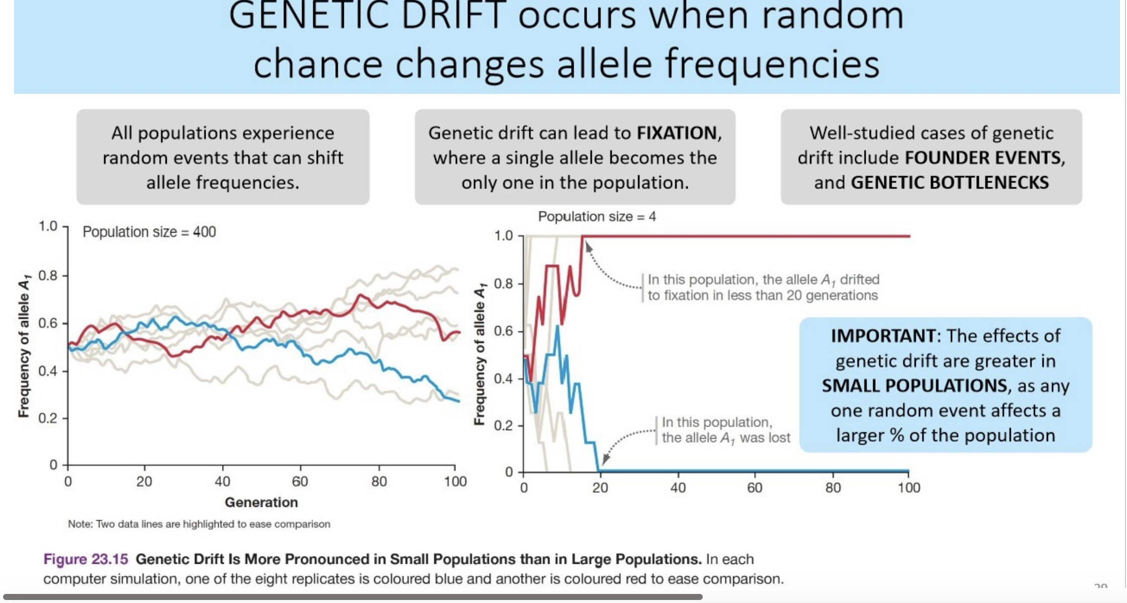 <p>(genetic drift)</p><p>occurs due to random events that impact which individuals survive and reproduce in a population, leading to shifts in allele frequencies that are not adaptive.</p><ul><li><p>like car accidents or natural disasters that randomly affect specific individuals, leading to unexpected changes in the genetic makeup of populations. </p></li></ul><p></p>