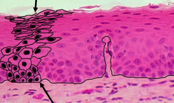 <p>Cell type</p>