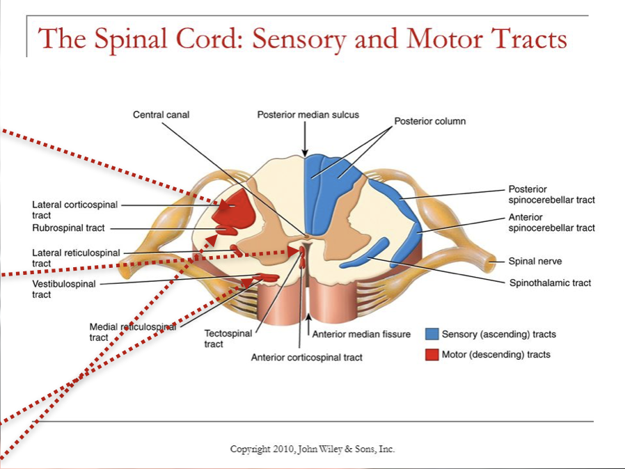 <ul><li><p>dorsal columns: fine touch, pressure, proprioception </p></li><li><p>spinothalamic : pain, temperature, crude touch </p></li><li><p>spinocerebellar: proprioception</p></li></ul><p></p>