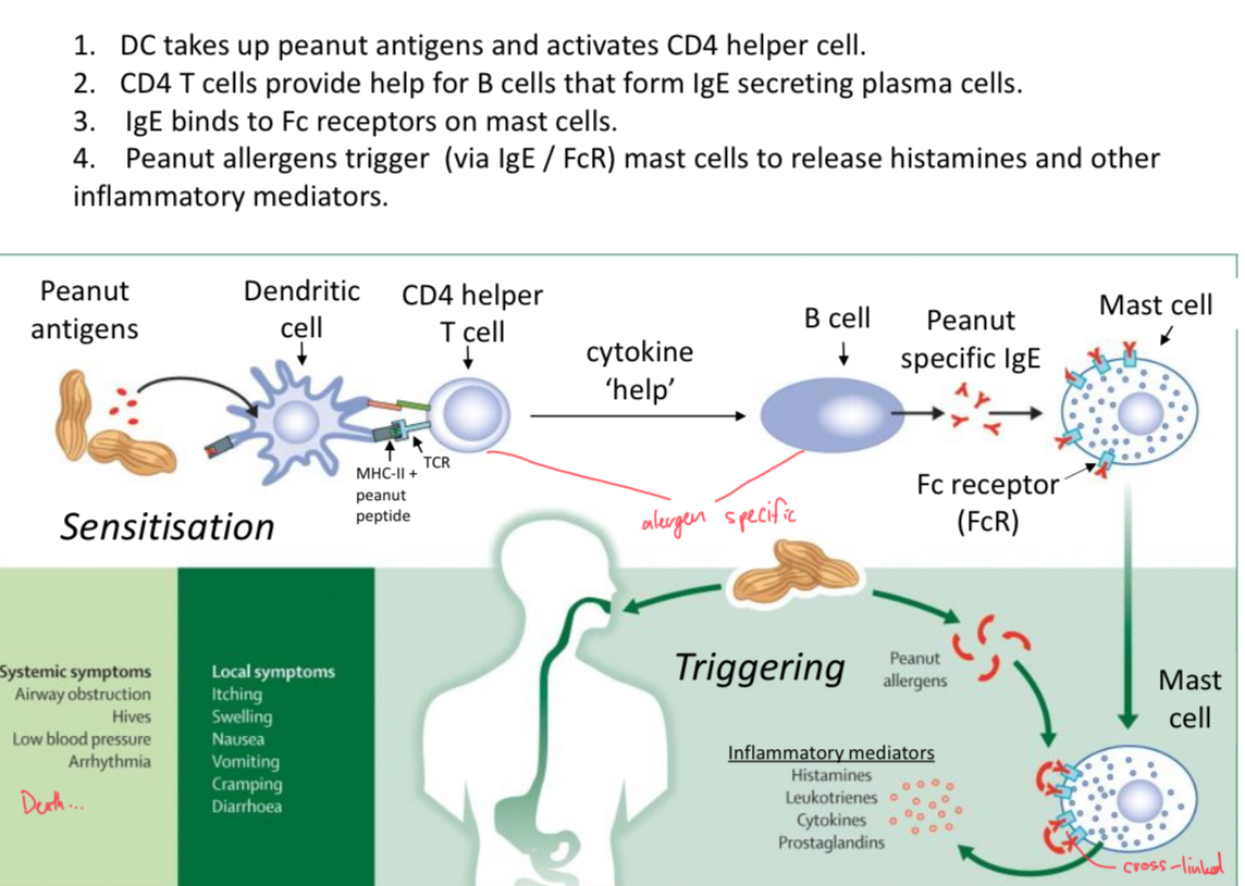 <p>DC present peptides from peanut proteins (allergens) to helper T cells, primed helper T cells activate B cells to secrete IgE, which binds very tightly to mast cell receptors (FcR). This triggers degranulation of mast cell and release of histamine and other inflamatory mediators.</p>