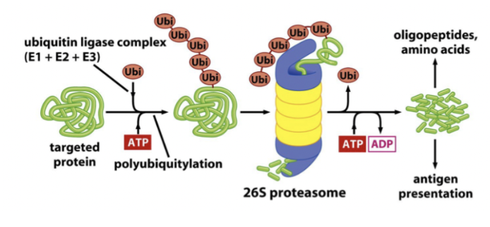<ol><li><p>ATP-beroende ubiquitin-ligas markerar en cyklin.</p></li><li><p>En polyubiquitinkedja bildas på cyklinen.</p></li><li><p>Proteosomen “tuggar” sönder proteinet genom proteolys.</p></li></ol>
