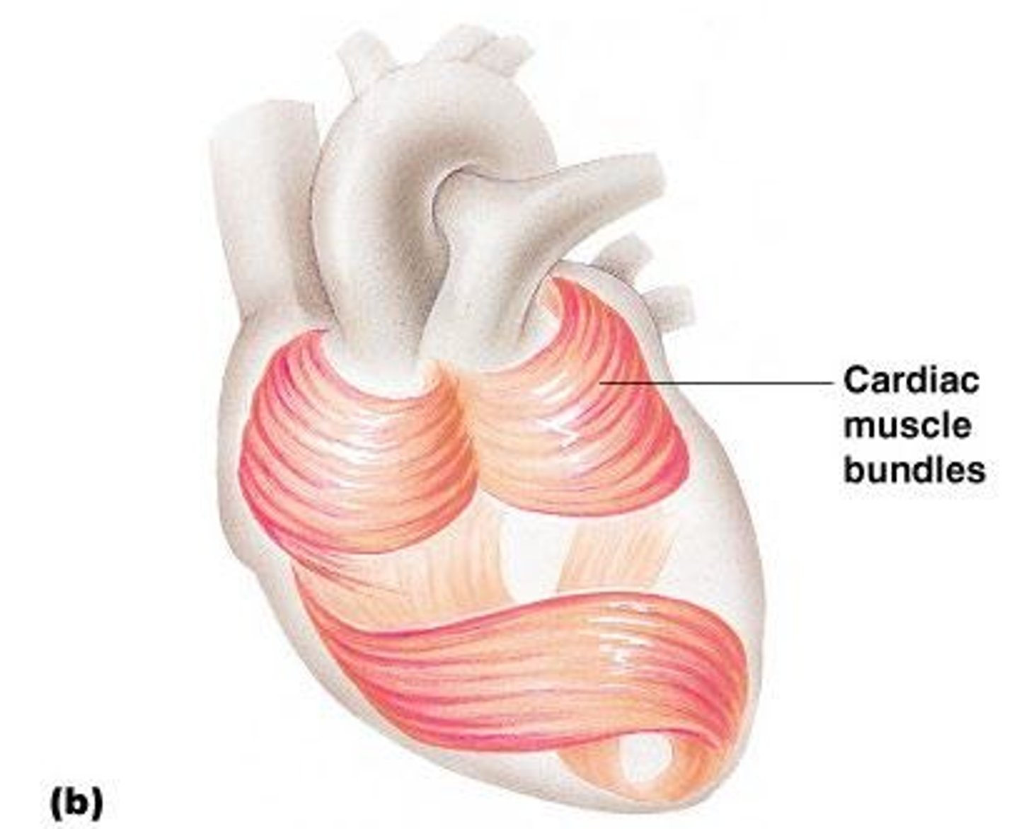 <p>Has striations,</p><p>Usually has a single nucleus,</p><p>Joined to another muscle cell at an intercalated disc</p><p>Involuntary</p><p>Found only in the heart</p>