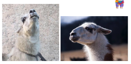 <ul><li><p>Can look at behavior based on neck, tial and ear position </p></li><li><p>may spit - defence mechanism </p></li><li><p>often very docile but may bite, charge, rear and chest butt or kick </p><ul><li><p>usually cow-kick (to the side) or forwards </p></li><li><p>dont get too comfortable because can also kick straight back. </p></li></ul></li></ul>