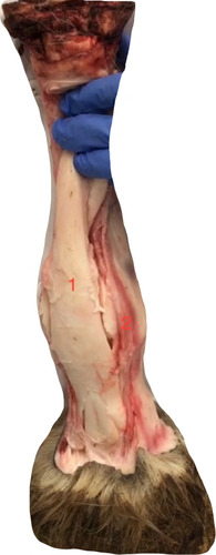 palmar view- what is at 1?