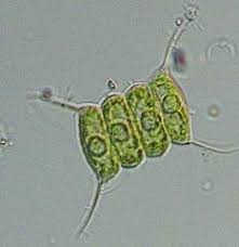 <p><em>Algea: (connected) </em></p>