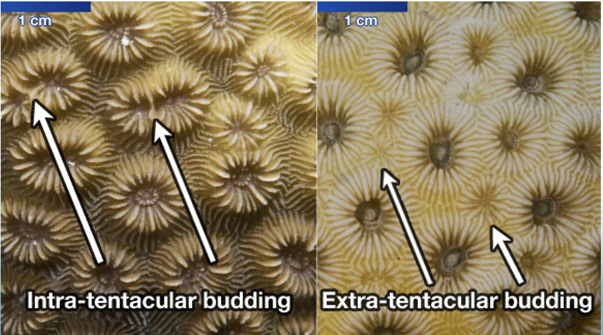 <p>Intratentacular budding occurs within the polyp wall, whereas the extratentacular budding occurs outside the polyp wall</p>