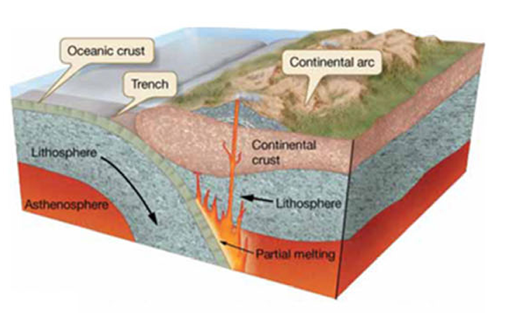 <ul><li><p>ocean plate subducted</p></li><li><p>continental arc (volcano) is created</p></li><li><p>explosive andeistic (new minerals) in the volcanic eruption </p></li></ul><p></p>