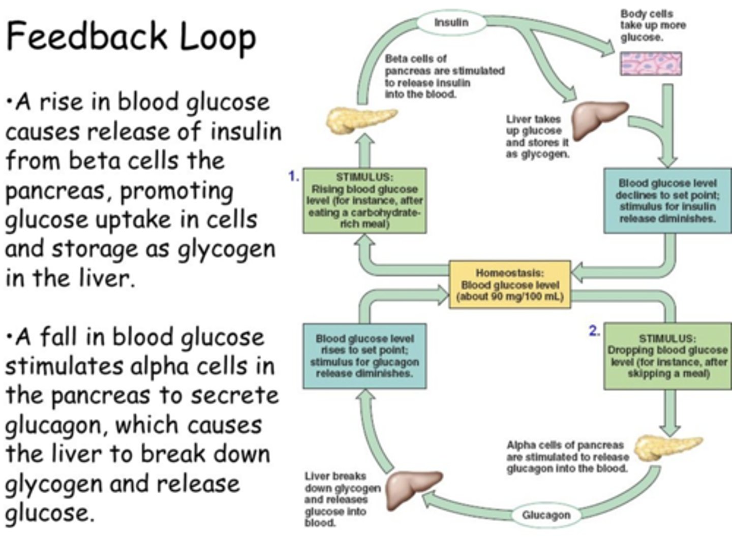 <p>Insulin</p>