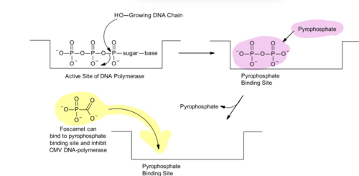 <p>Normally, the pyrophosphate leaves and is hydrolyzed. Foscarnet, due to its ability to mimic pyrophosphate can bind to this same site, ____ ___ the next nucleotide from binding, and inhibit the CMV DNA polymerase.</p>