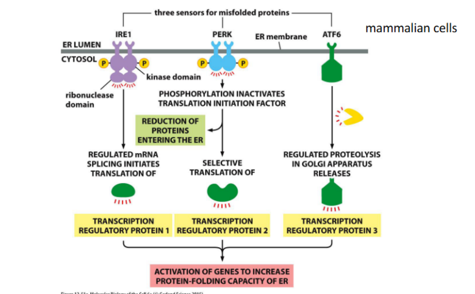 <p>-in the ER</p><p>-<span>Occurs when misfolded protein generation exceeds capacity for export to the cytoplasm</span></p>