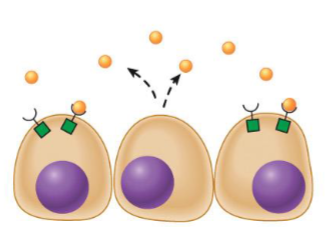 <ul><li><p>travel short distances through extracellular space</p></li><li><p>limited in their ability to travel around body because they are inherently unstable, or they are degraded by enzymes, or they bind to extracellular matrix</p></li></ul><p></p>